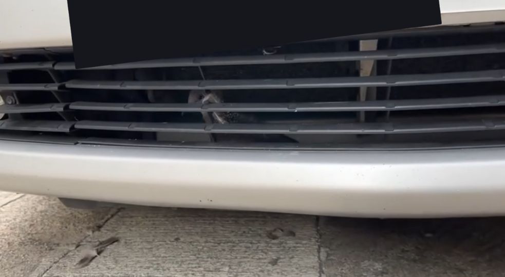 港車主泵把離奇藏「咕姑固」惹熱議　珠頸斑鳩竟是受保護動物