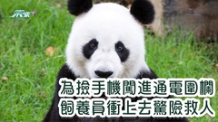 為撿手機闖進通電圍欄 飼養員衝上去驚險救人