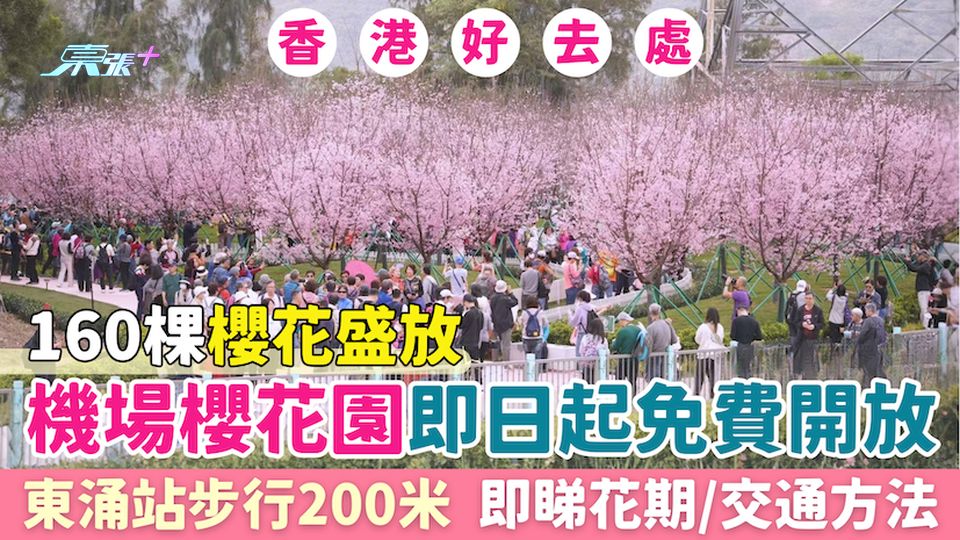 香港好去處｜機場櫻花園即日起免費開放 3萬呎160棵櫻花盛放 東涌站步行200米 即睇花期/交通方法