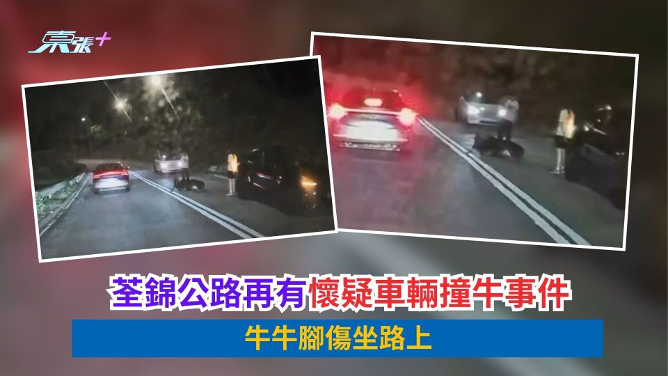 荃錦公路再有懷疑車輛撞牛事件　牛牛腳傷坐路上
