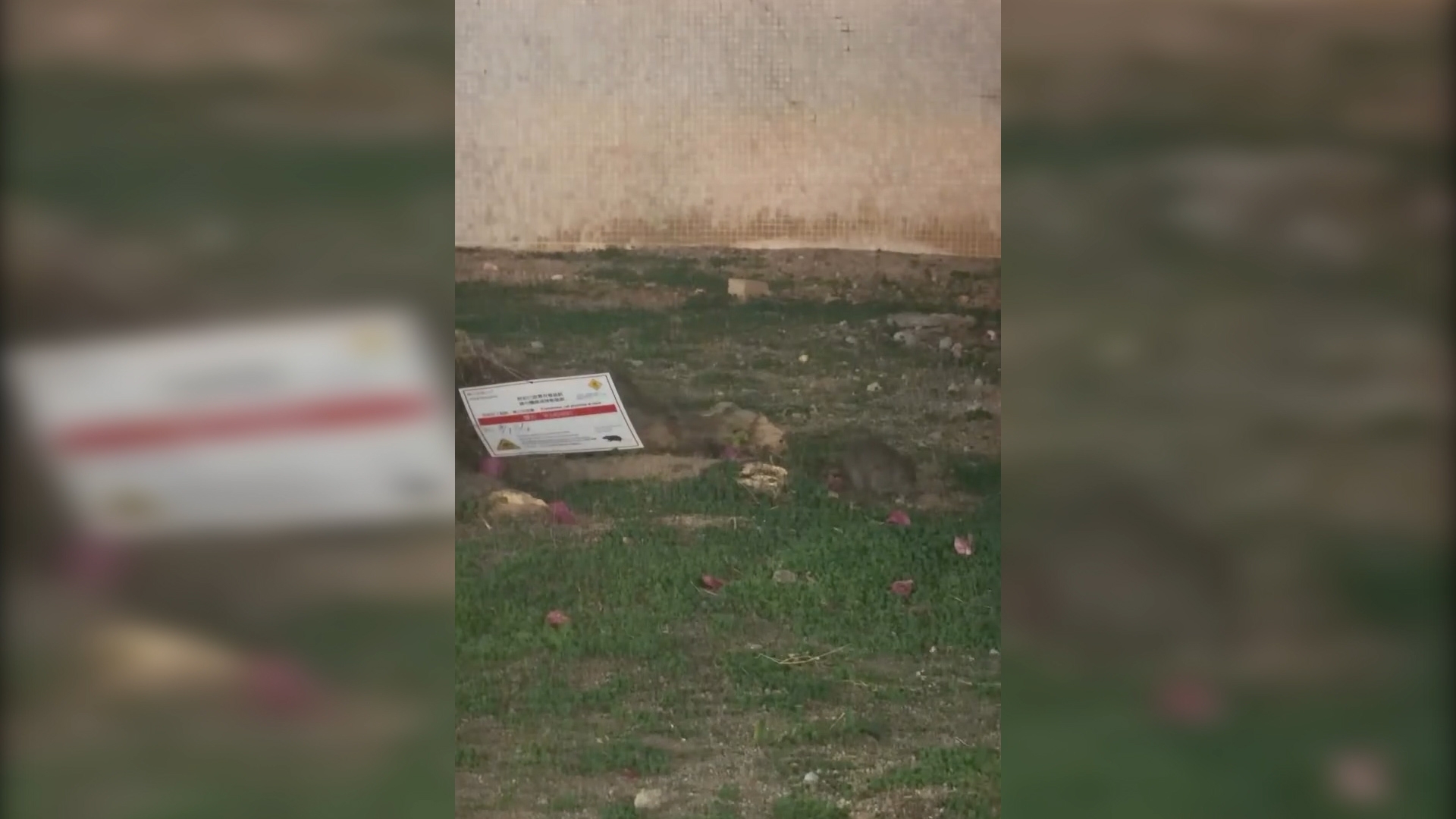 東張西望報料｜屯門鼠患嚴重「周街米奇」　街坊：老鼠肥美過屋企隻貓