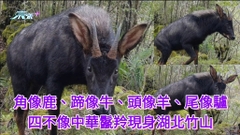 角像鹿、蹄像牛、頭像羊、尾像驢 四不像中華鬣羚現身湖北竹山