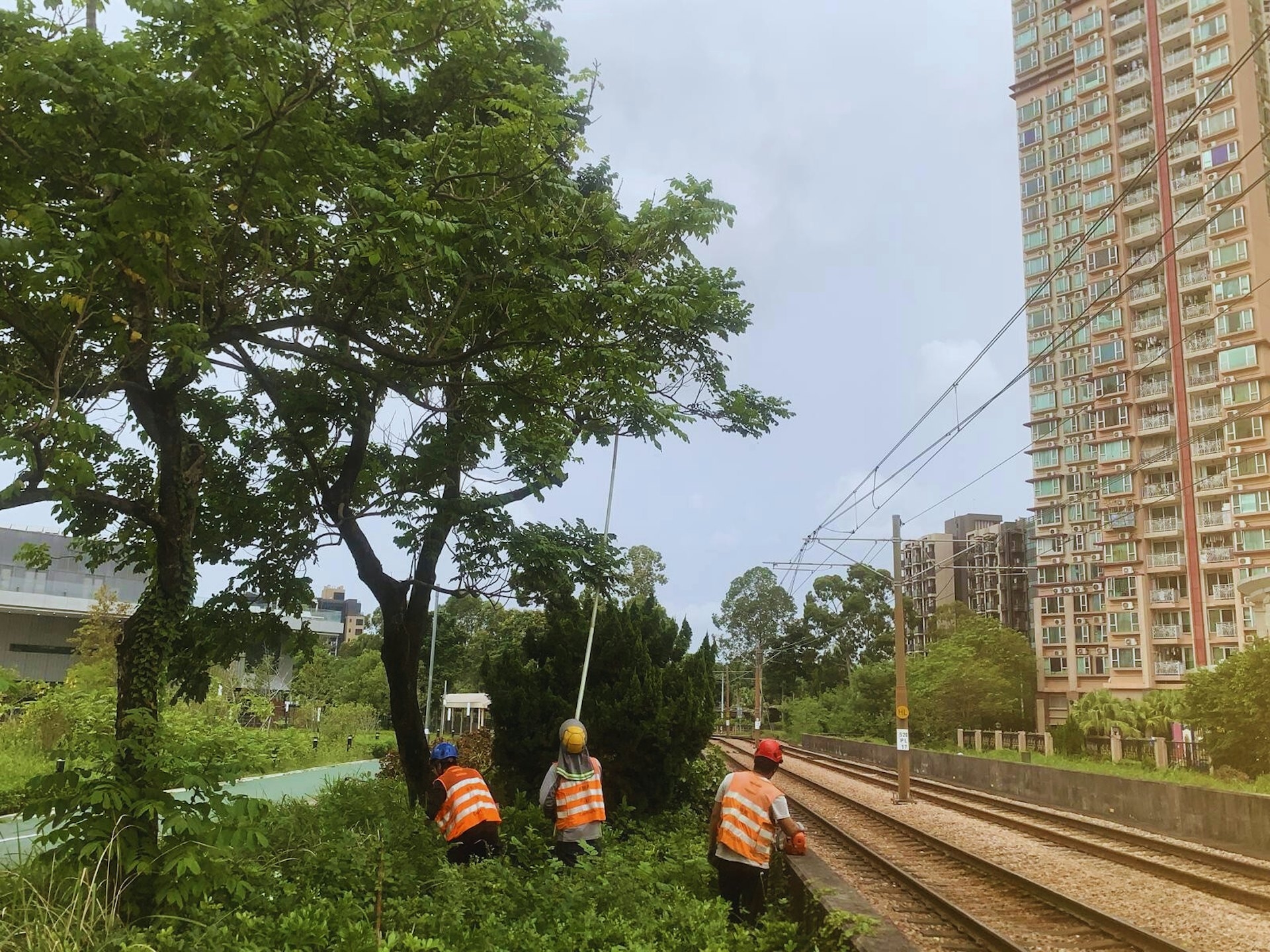 港鐵工程人員修剪輕鐵架空電纜附近的樹枝，減低颱風期間樹枝觸及架空電纜，影響輕鐵服務的機會。（港鐵圖片）