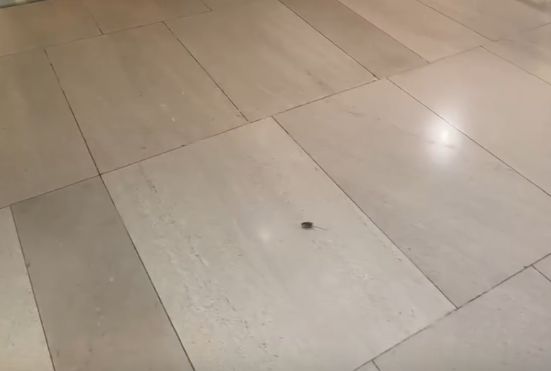 事主稱職員對曱甴視而不見