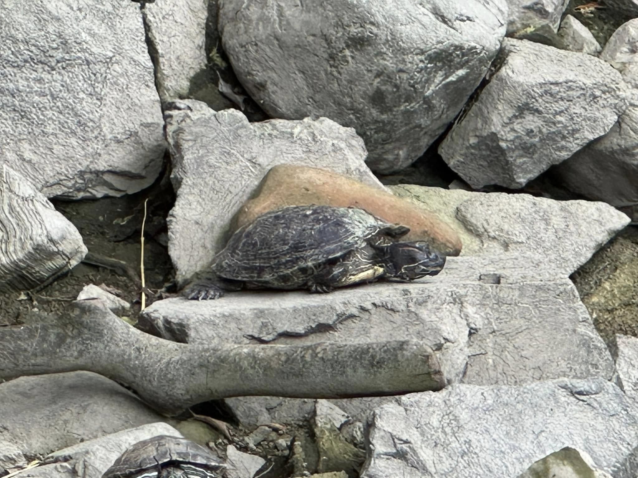 九龍公園水池大清洗「疑抽乾水」，康文署證3條魚缺水慘死。（龜途Facebook）