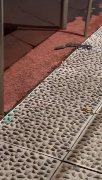 有片｜港公園「老鼠」全家出沒嚇途人似鼠形蜈蚣　街坊揭真身原來係佢