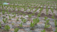 四川研「凍土栽培法」提升高原植物存活率 帶動民眾增加收入