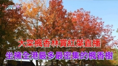 大棠楓香林賞紅葉直播 坐擁全港最多最密集的楓香樹
