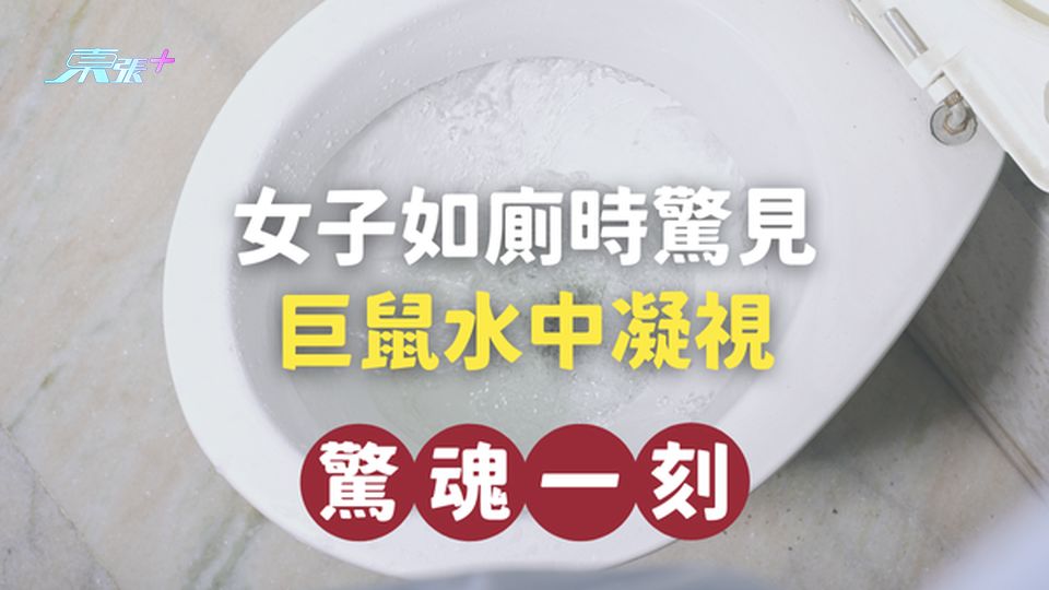【驚魂一刻】女子如廁時驚見巨鼠水中凝視，尖叫連連