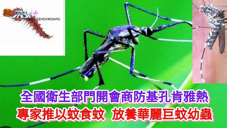 基孔肯雅熱丨全國部門開會商防疫 專家推以蚊食蚊 放養華麗巨蚊幼蟲