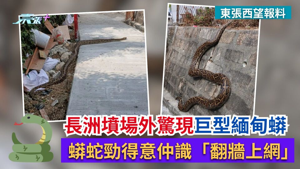 東張西望報料｜長洲墳場外驚現巨型緬甸蟒　蟒蛇勁得意仲識「翻牆上網」