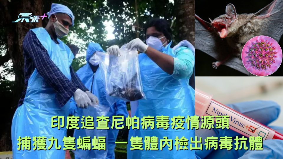 尼帕病毒｜印度調查組追查疫情源頭 捕獲九隻蝙蝠 一隻體內檢出病毒抗體