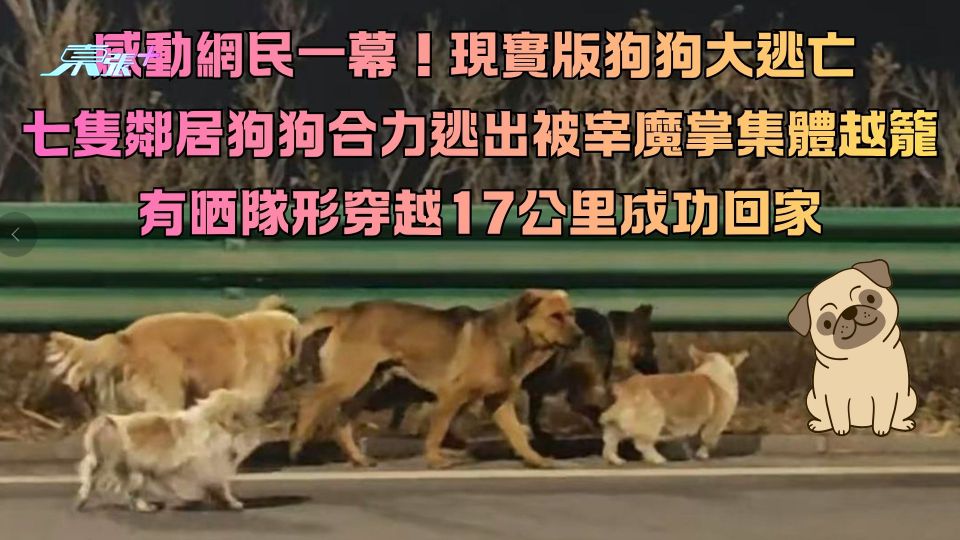 感動網民！現實版狗狗大逃亡 七隻鄰居狗狗合力逃出被宰魔掌集體越籠 有晒隊形穿越17公里回家