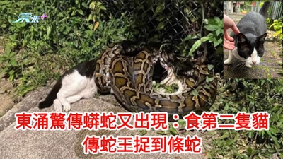 東涌驚傳蟒蛇又出現：食第二隻貓 警方證實蛇王到場捉到條蛇