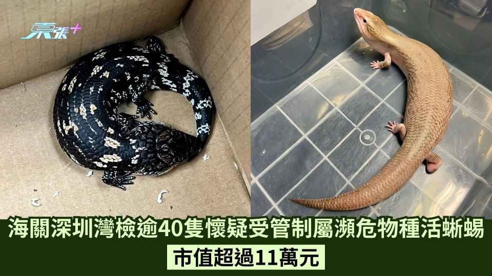海關深圳灣檢逾40隻懷疑受管制屬瀕危物種活蜥蜴 市值超過11萬元
