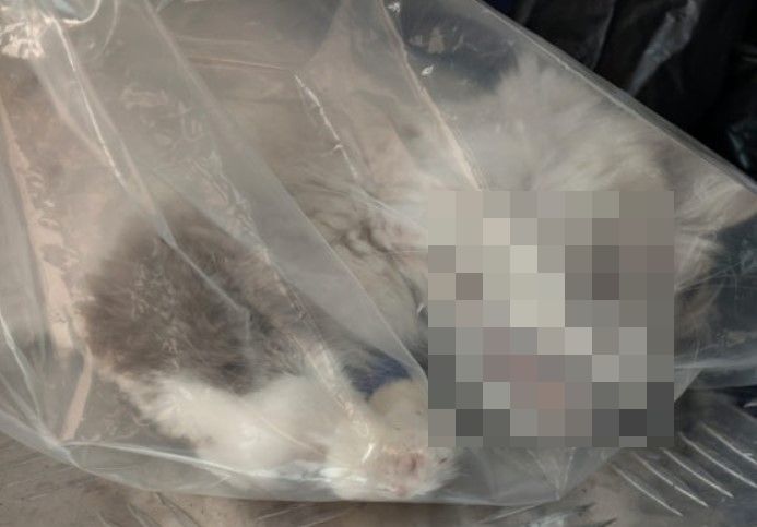 葵涌一間獸醫診所揭發一宗虐待動物案，一貓隻傷勢有可疑並死亡，貓主涉虐待動物被捕。