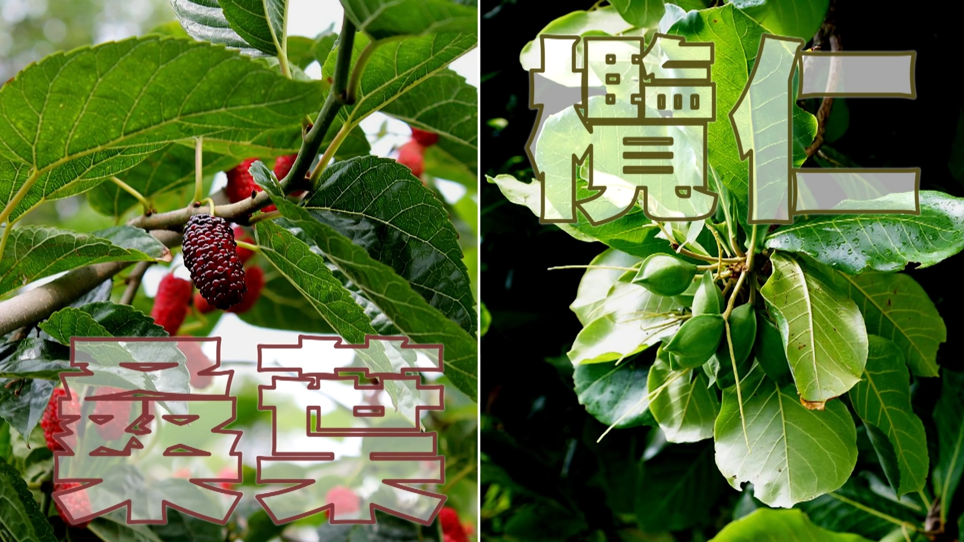 另外，日本科研亦顯示欖仁及桑葉提取物，有助阻隔油脂吸收，真正從源頭減少肝脂肪形成及代謝問題，「建議大家提早護肝，控制好肝脂肪指數，自然會精神一點沒那麼容易疲累。」