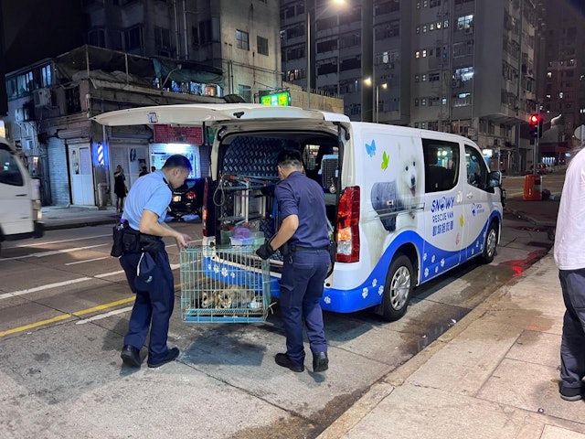 警方亦於被捕人住所檢獲3隻本地成年貓