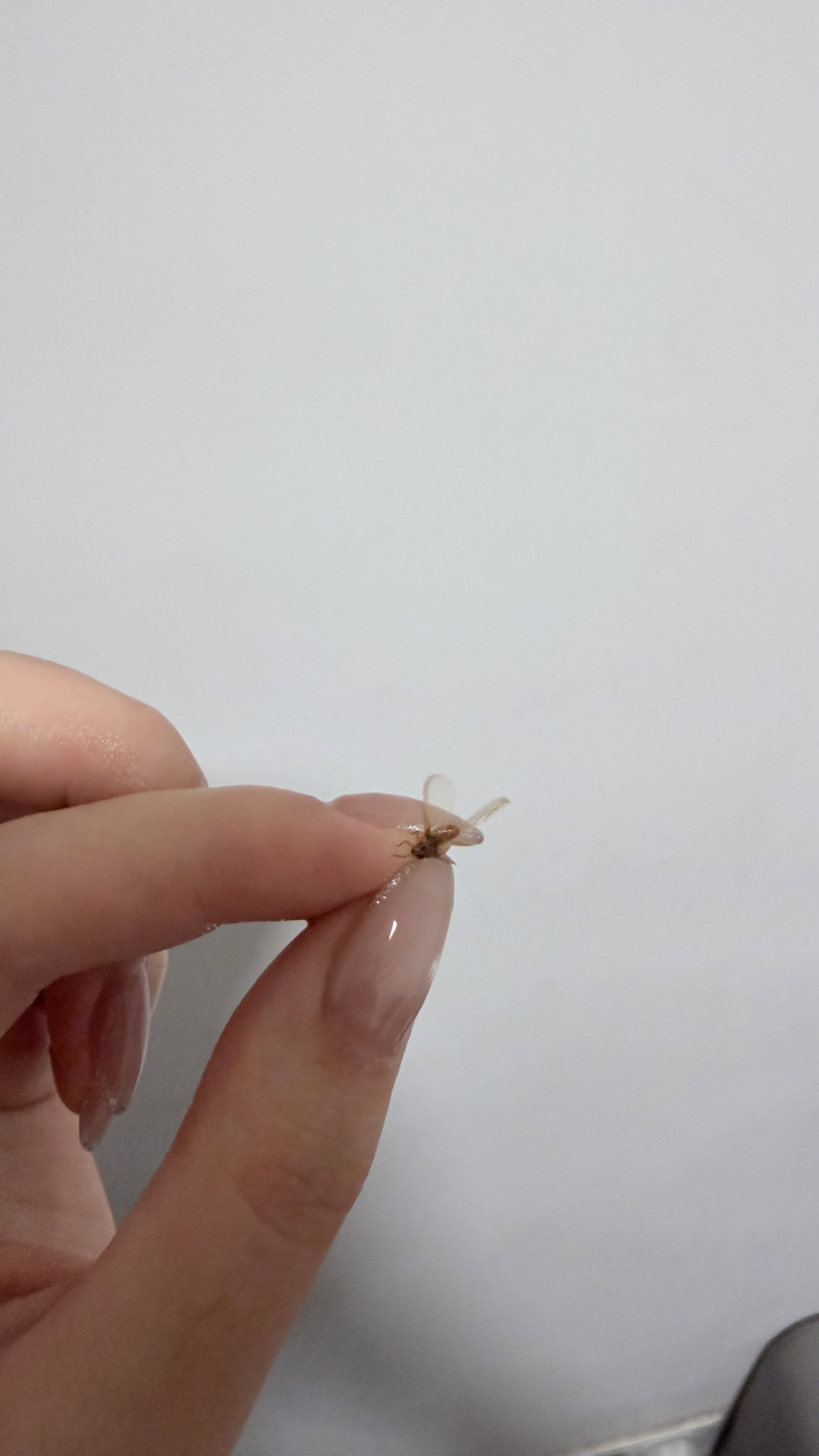 Photo by 𝐇𝐊 𝐅𝐨𝐨𝐝 𝐒𝐚𝐟𝐚𝐫𝐢 | 飲食•旅遊•生活 on May 10, 2026. May be an image of tick, jewellery and text.