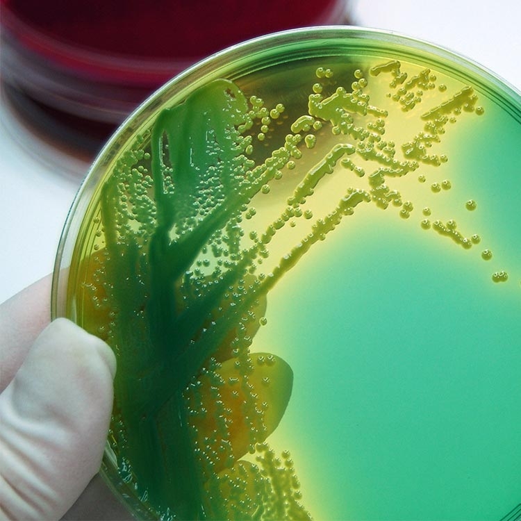 Anaerobes | ATCC