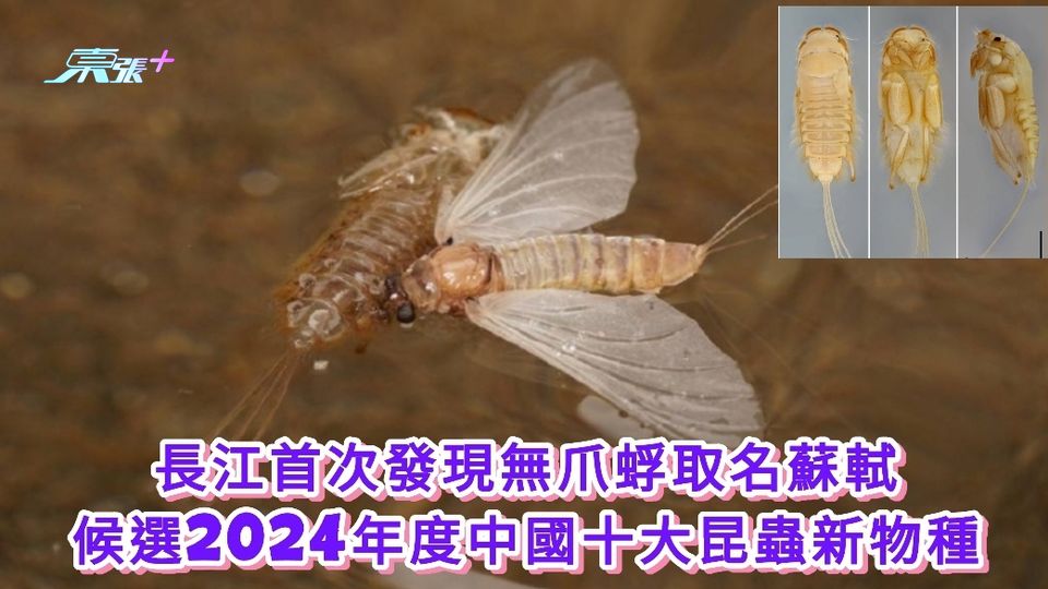 有片|長江首次發現無爪蜉取名蘇軾 候選2024年度中國十大昆蟲新物種