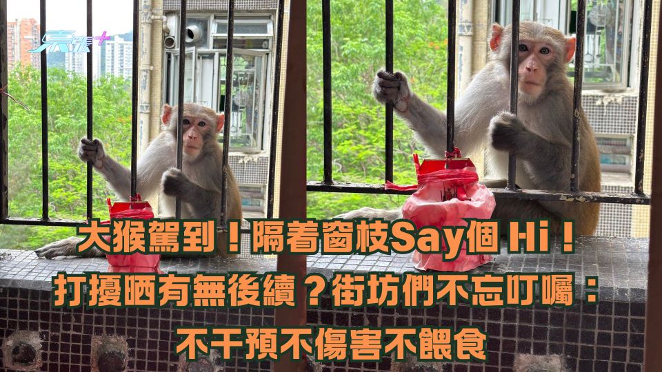 大猴駕到！隔着窗枝Say個 Hi！打擾晒有無後續？街坊們不忘叮囑：不干預不傷害不餵食