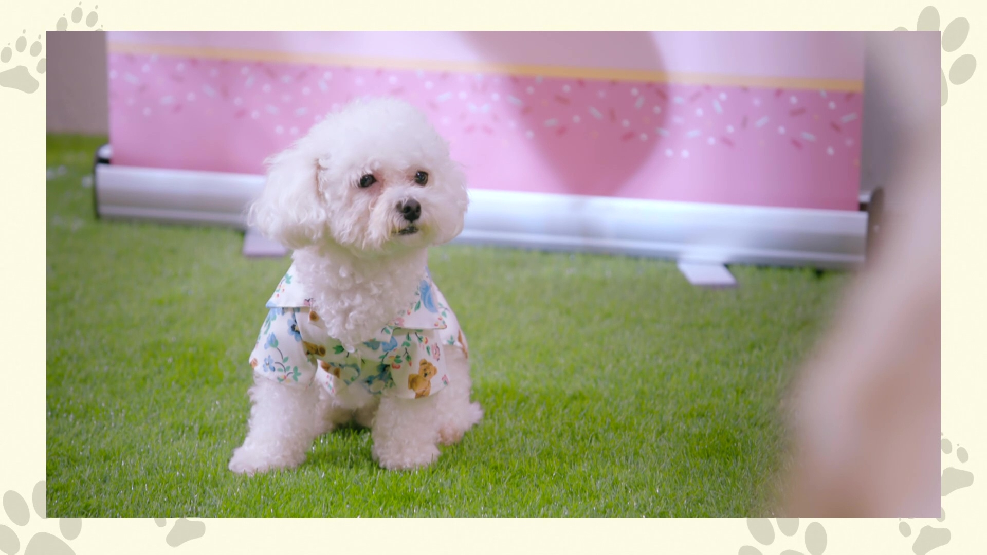  妹豬由吳綺珊聲演。