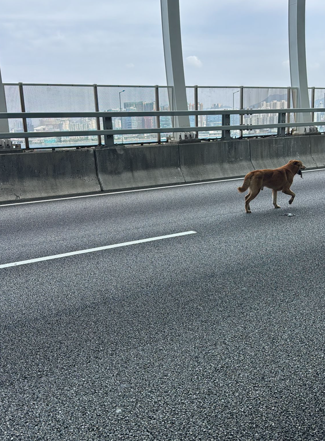 東區走廊狗狗誤闖馬路狂奔影片曝光　警方封路堵截偕愛協「成功捕獲」
