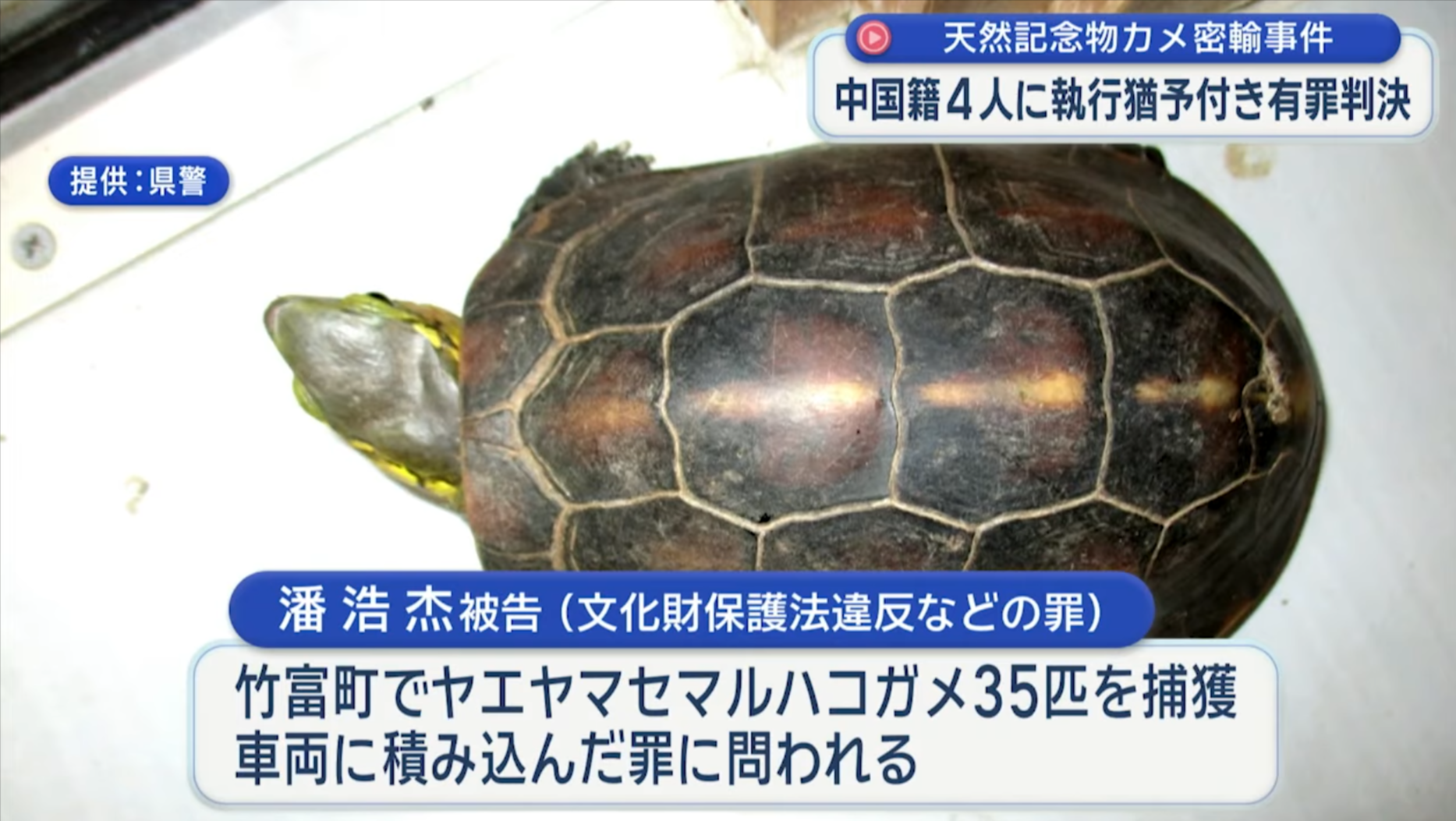 中國4男女涉沖繩偷走百隻保育龜　更企圖走私來港