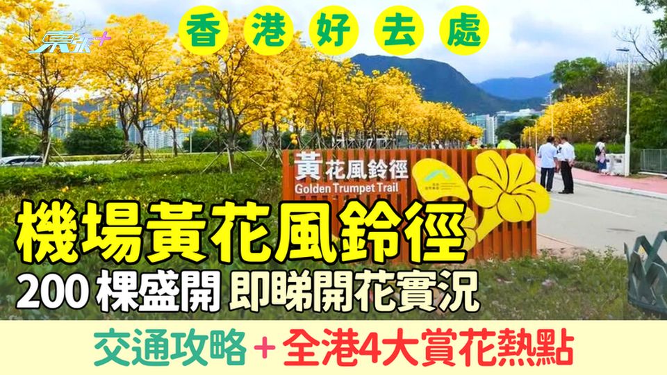 香港好去處｜機場黃花風鈴徑200棵盛開2026｜交通攻略+全港4大賞花熱點