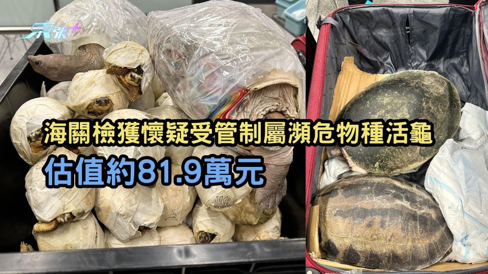 海關檢獲懷疑受管制屬瀕危物種活龜  估值約81.9萬元