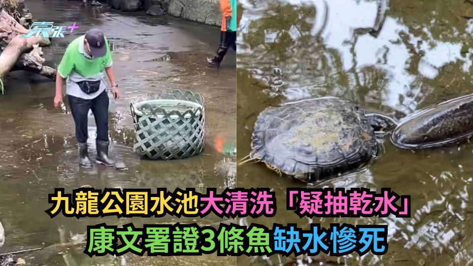 多圖｜九龍公園水池大清洗「疑抽乾水」　康文署證3條魚缺水慘死
