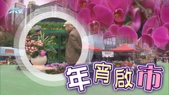 全港15個年宵市場開市 有花商指成本上升年花加價約一成
