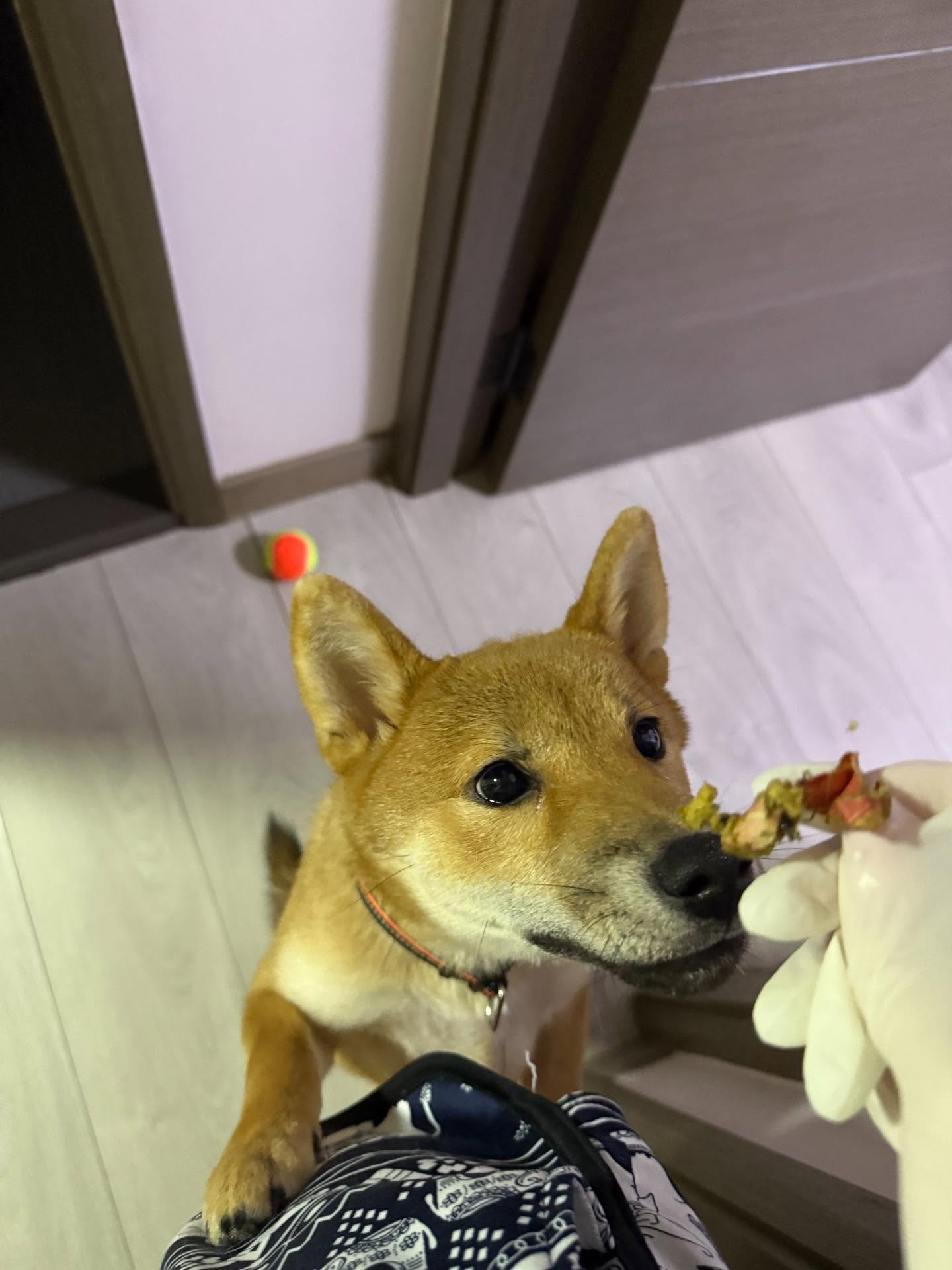 為食狗把鈔票左右兩邊吃掉，只餘中間部分。（Threads圖片）