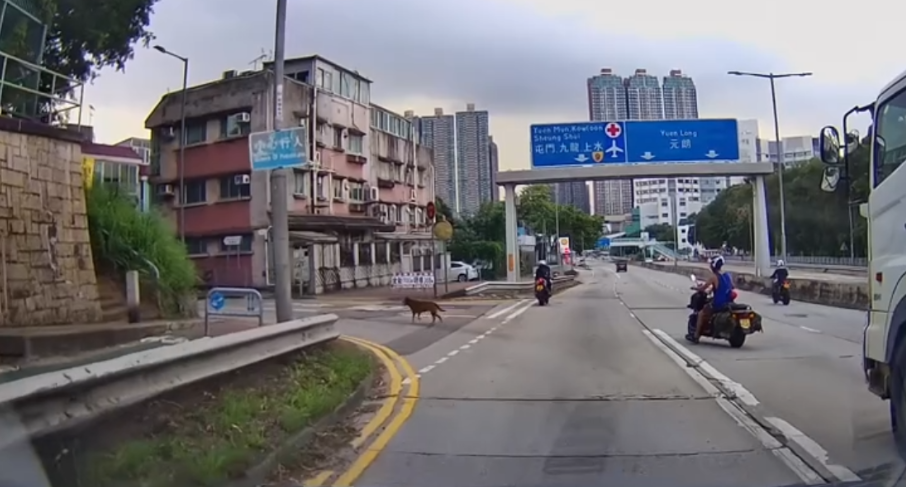 車Cam直擊|青山公路好心鐵騎士護送流狼狗 網民大讚:人間有愛