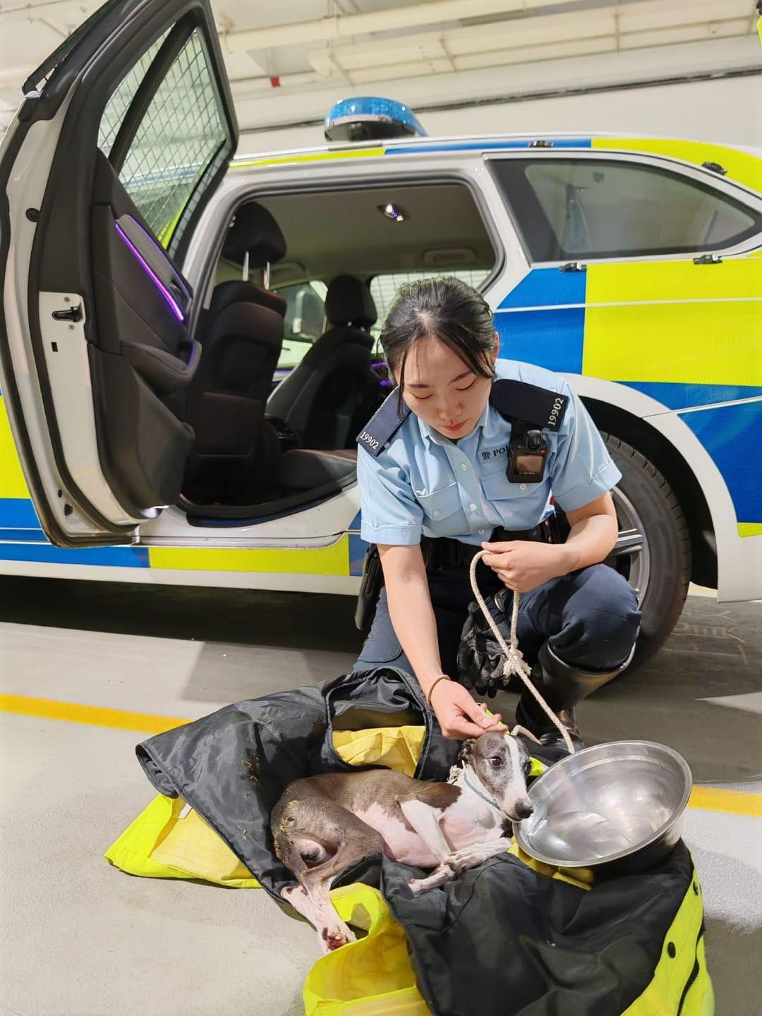 荃灣小狗走失誤闖荃灣公路險象環生。(FB@香港警察)