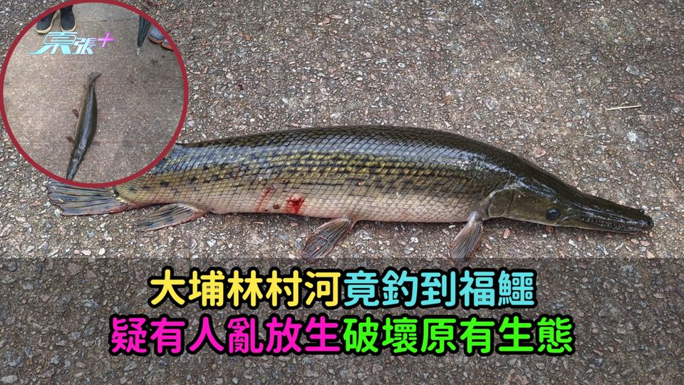 大埔林村河竟釣到福鱷  疑有人亂放生破壞原有生態