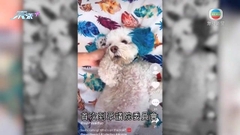 美國眾院指TikTok允中方獲取用戶數據 總裁或出席相關會議