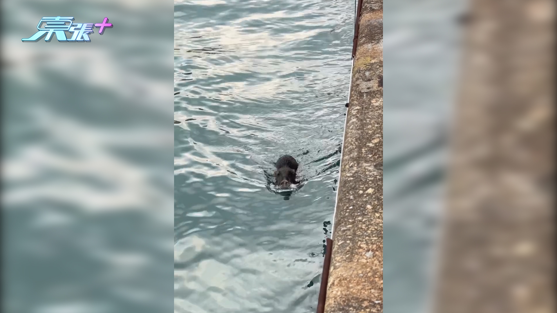 北角小野豬墮海　水面漂浮一度無法返岸邊　消防救起送往嘉道理農場
