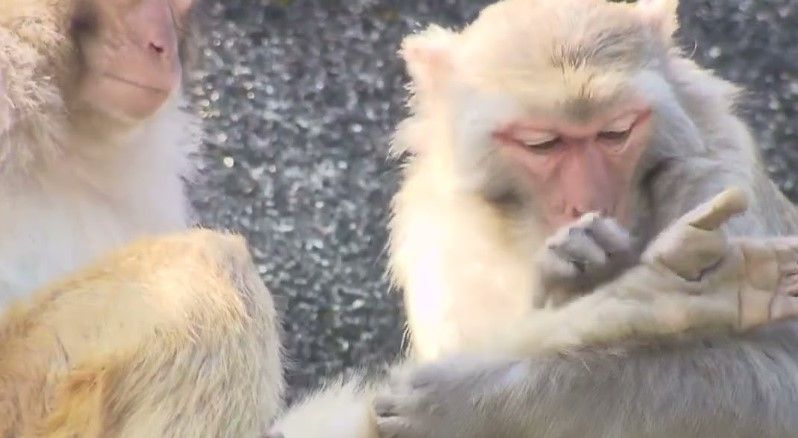 本港多處有野生猴子