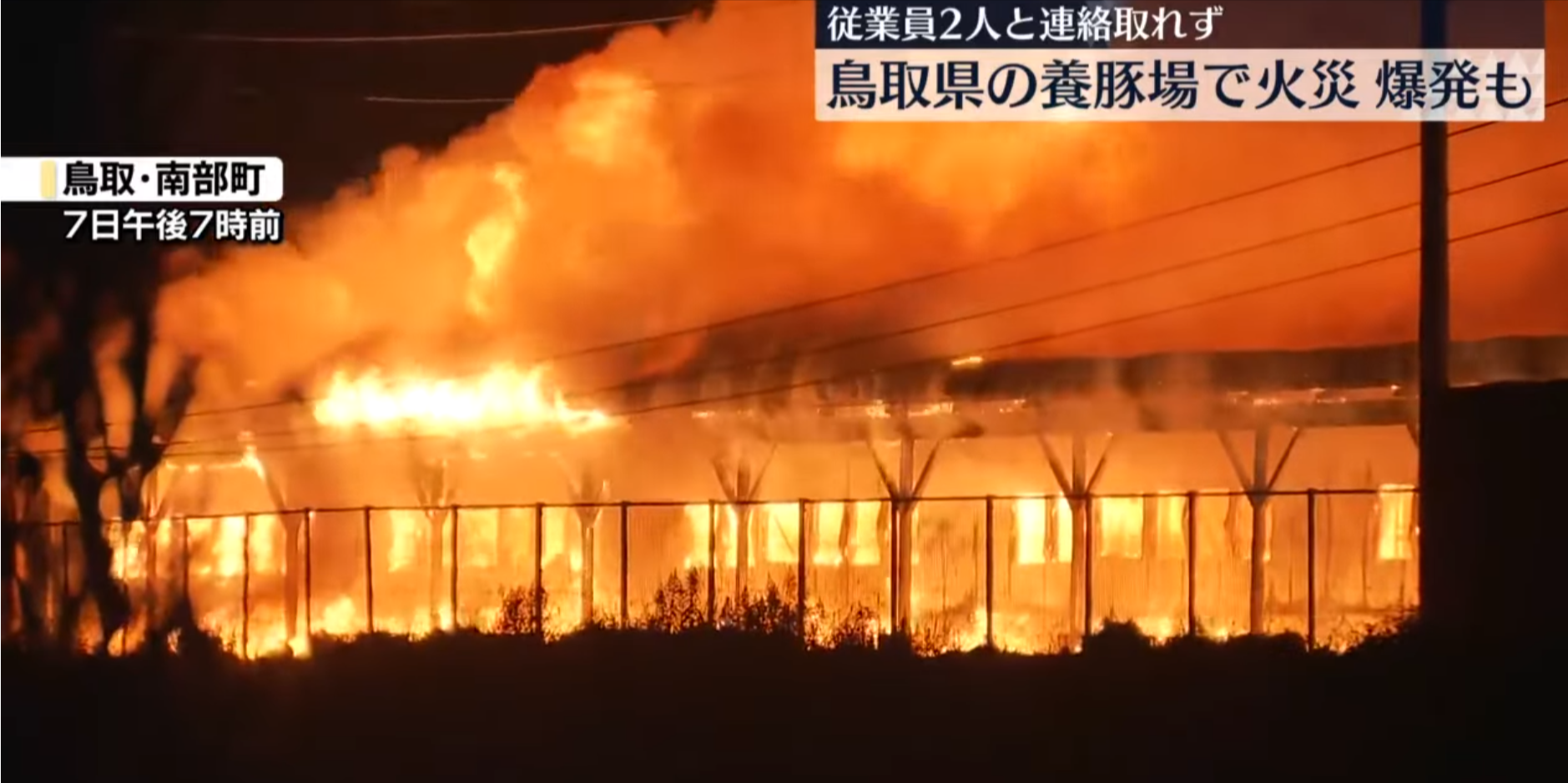 日本鳥取縣養豬場大火釀悲劇　逾3000隻豬葬身火海　網民：燒肉放題（圖：NNN Youtube）