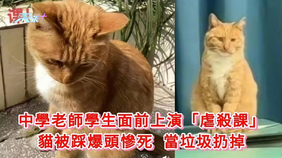 中學老師學生面前上演「虐殺課」 貓被踩爆頭慘死 當垃圾扔掉