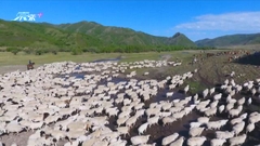 內蒙有牧民保留「逐水草而居」遊牧生活 率牲畜遷徙至夏季牧場