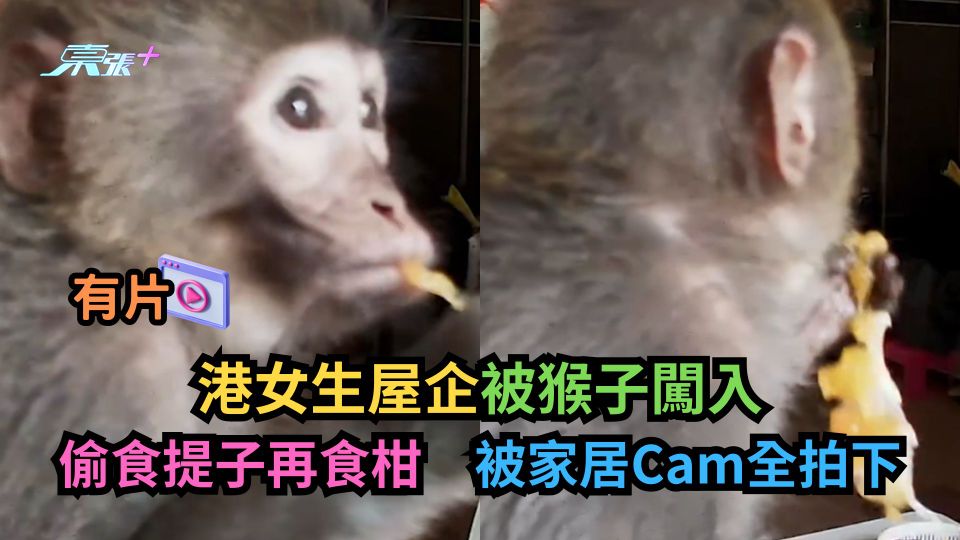有片｜港女生屋企被猴子闖入　偷食提子再食柑被家居Cam全拍下