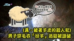 (真．披著羊皮的殺人犯) 男子穿毛衣「扮羊」逃獄被識破