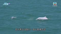 廣東採用新技術監測珠江口一帶中華白海豚 掌握群數量變化及分布