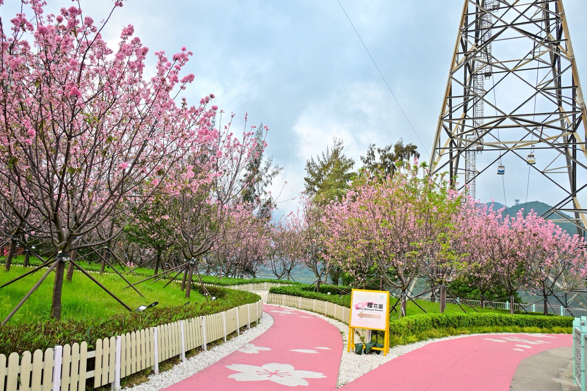 東涌櫻花園2025