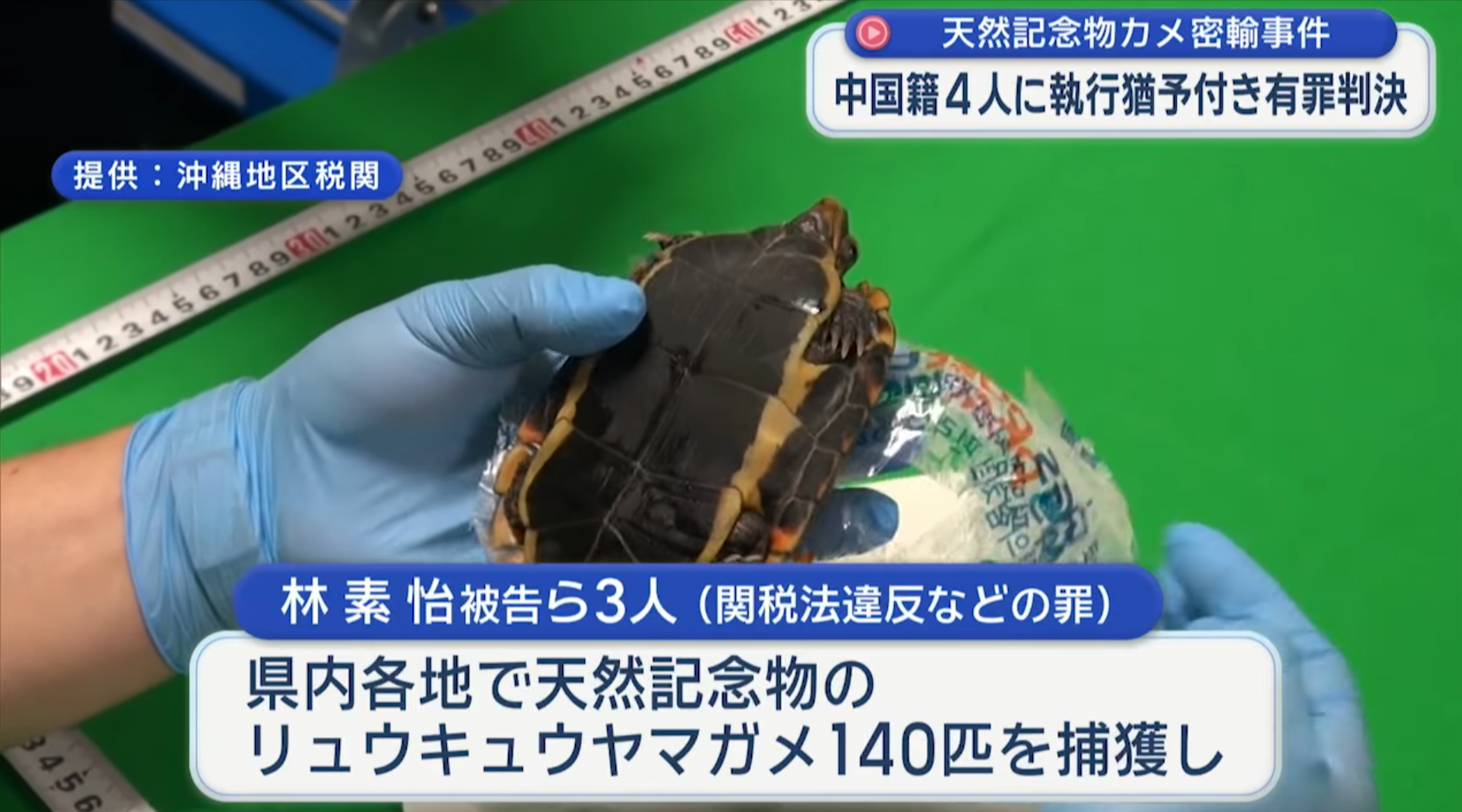 中國4男女涉沖繩偷走百隻保育龜　更企圖走私來港