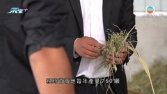 新疆青年沙漠種植飼草改善生態環境 善用科技提升產量
