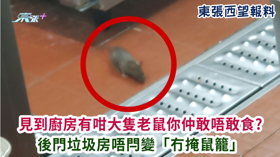 東張西望報料｜見到廚房有咁大隻老鼠你仲敢唔敢食? 後門垃圾房唔閂變「冇掩鼠籠」